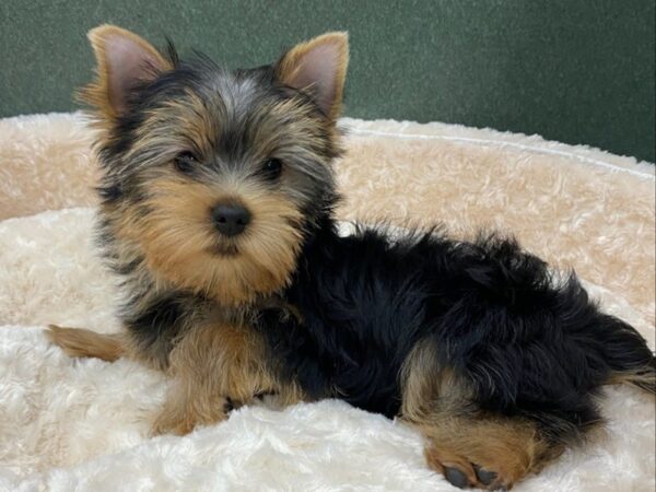 Yorkshire Terrier DOG Male Black & Tan 8510 Petland San Antonio, TX