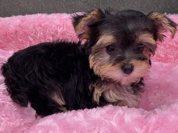 Morkie DOG Female Black & Tan 8511 Petland San Antonio, TX