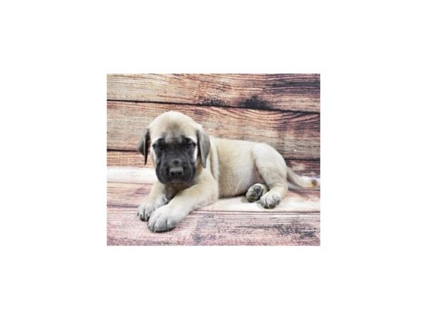 English Mastiff-DOG-Male-Fawn-5392-Petland San Antonio, TX