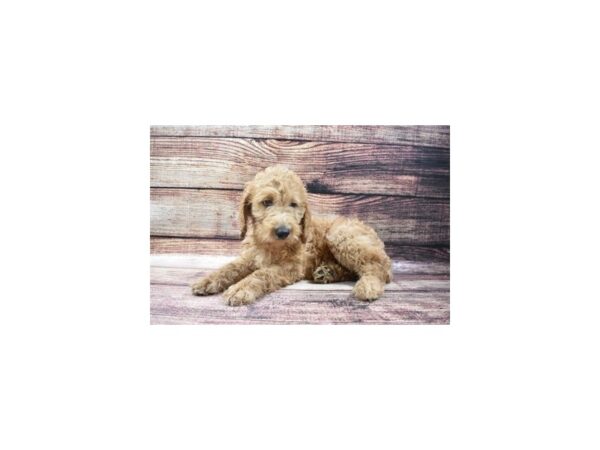 Goldendoodle 2nd Gen DOG Female Apricot 5394 Petland San Antonio, TX