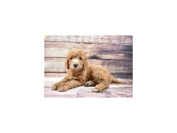 Goldendoodle 2nd Gen DOG Male Red 5393 Petland San Antonio, TX