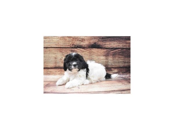 Teddy Bear-DOG-Female-Black and White-5396-Petland San Antonio, TX