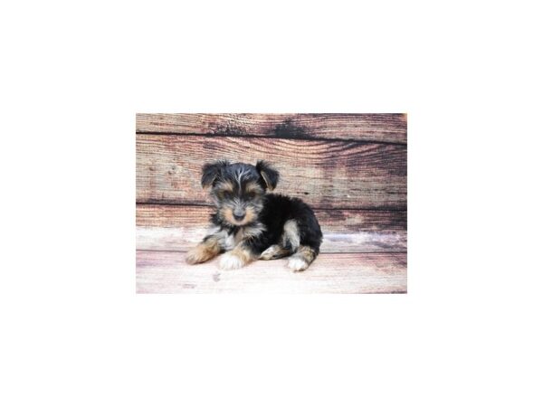 Biewer Yorkshire Terrier-DOG-Male-blk & tn-5390-Petland San Antonio, TX