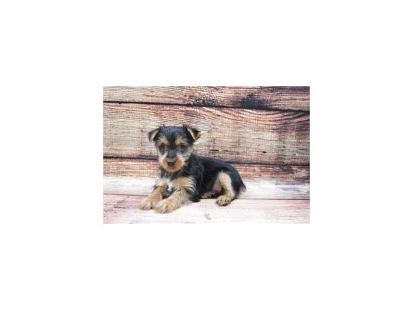 Biewer Yorkshire Terrier-DOG-Female-blk & tn-5391-Petland San Antonio, TX