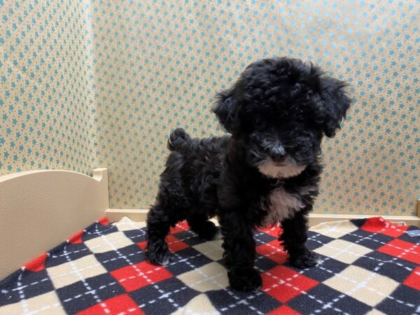 Bichapoo DOG Female blk wh mkgs 5389 Petland San Antonio, TX