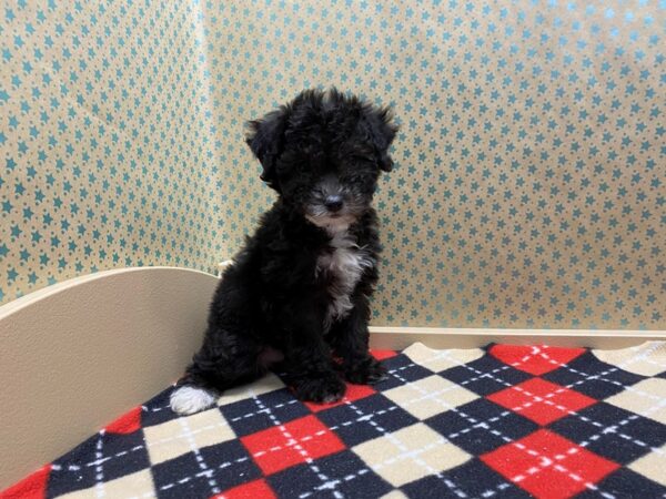 Bichapoo DOG Female blk & wh mkgs 5388 Petland San Antonio, TX