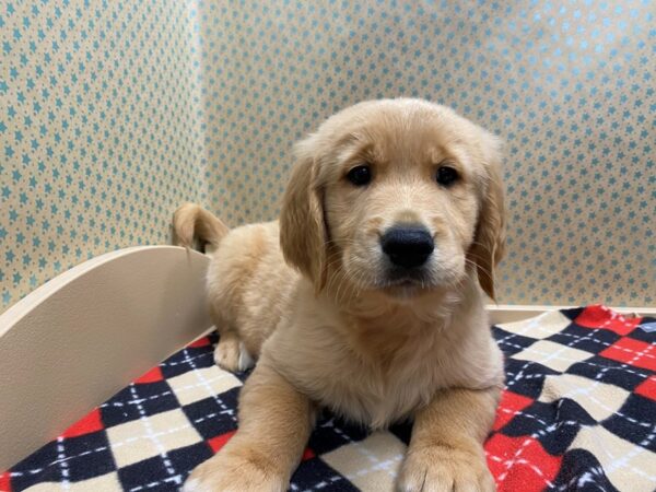 Golden Retriever DOG Male lt gldn 5387 Petland San Antonio, TX