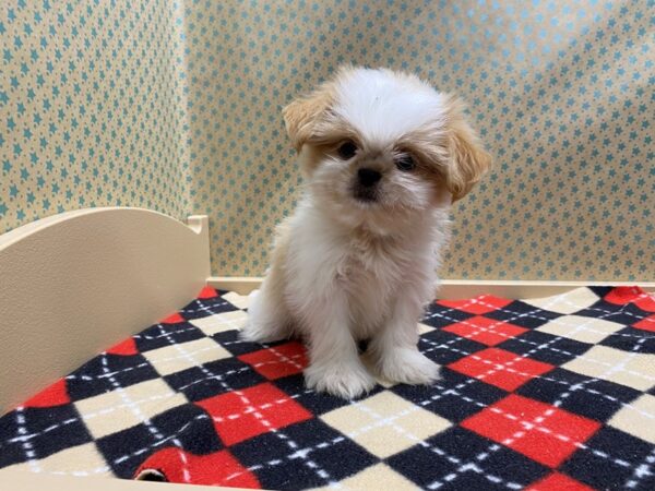 Shih Tzu DOG Female lmn & wh 5386 Petland San Antonio, TX