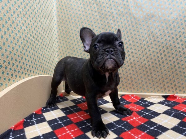 French Bulldog DOG Male black 5372 Petland San Antonio, TX