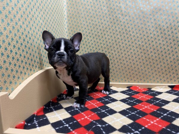 French Bulldog DOG Female black 5371 Petland San Antonio, TX