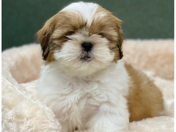 Lhasa Apso DOG Female White & Tan 8513 Petland San Antonio, TX