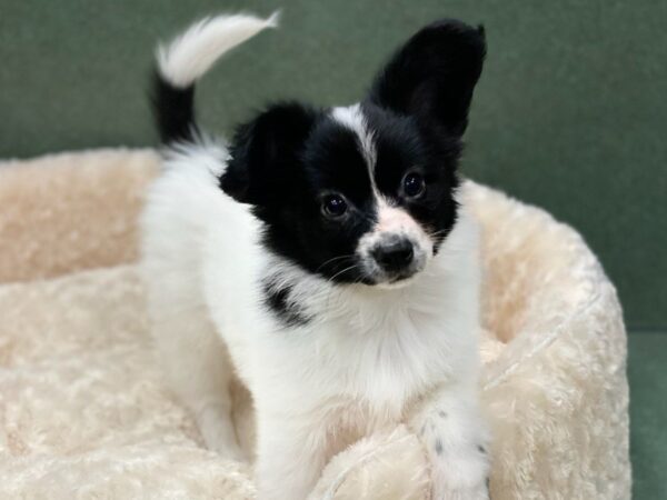 Papillon DOG Male Black & White 8514 Petland San Antonio, TX