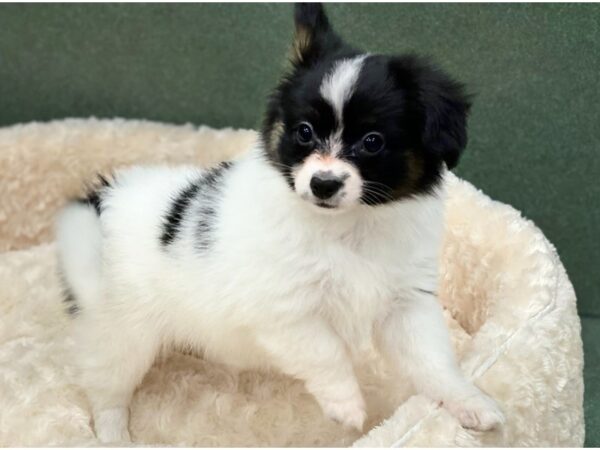 Papillon DOG Female Black & White 8515 Petland San Antonio, TX