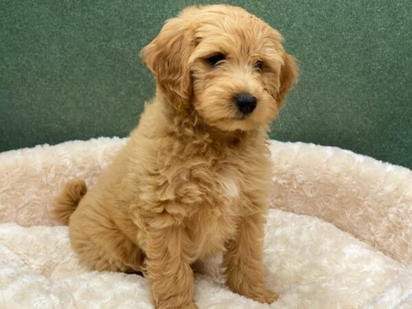 Miniature Goldendoodle DOG Male Golden 8516 Petland San Antonio, TX