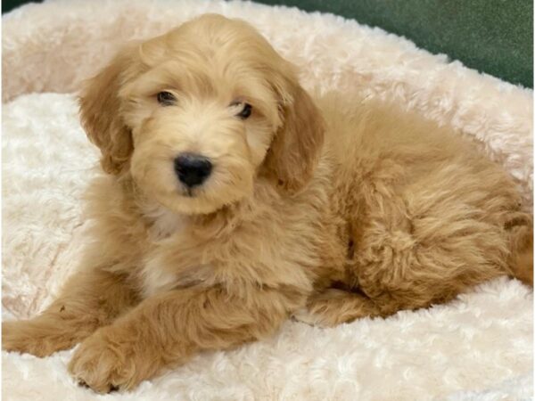 Miniature Goldendoodle DOG Male Golden 8517 Petland San Antonio, TX