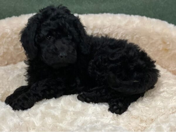 Miniature Goldendoodle DOG Male Black 8518 Petland San Antonio, TX