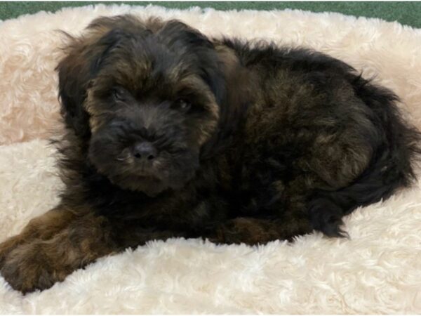 Miniature Goldendoodle DOG Female Black 8519 Petland San Antonio, TX