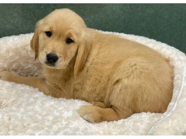 Golden Retriever DOG Female Lite Golden 8520 Petland San Antonio, TX