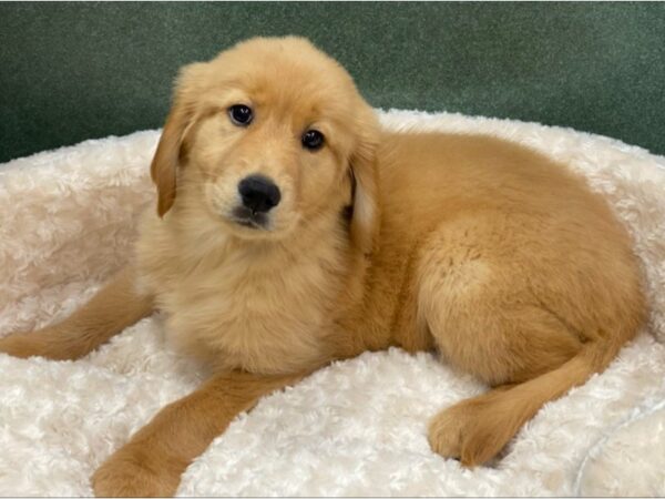 Golden Retriever DOG Female Lite Golden 8521 Petland San Antonio, TX