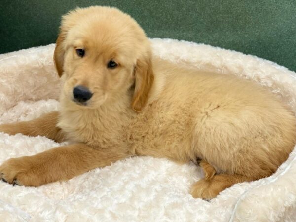 Golden Retriever DOG Male Lite Golden 8522 Petland San Antonio, TX