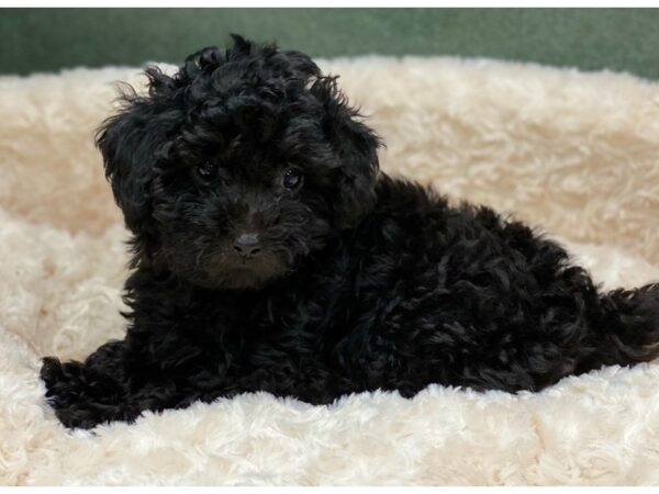 Miniature Poodle DOG Female Black 8524 Petland San Antonio, TX