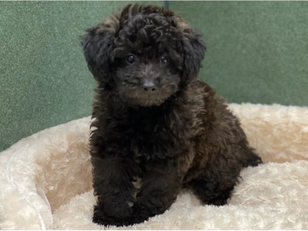 Miniature Poodle DOG Male Black Brindle 8525 Petland San Antonio, TX