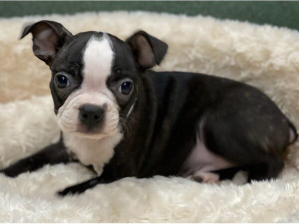 Boston Terrier DOG Male Black & White 8526 Petland San Antonio, TX