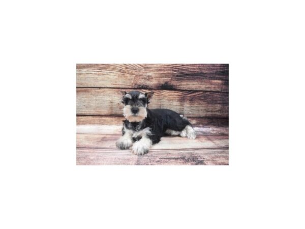 Miniature Schnauzer DOG Male Black and Silver 5399 Petland San Antonio, TX