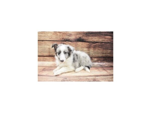 Shetland Sheepdog DOG Female Blue Merle White and Tan 5400 Petland San Antonio, TX