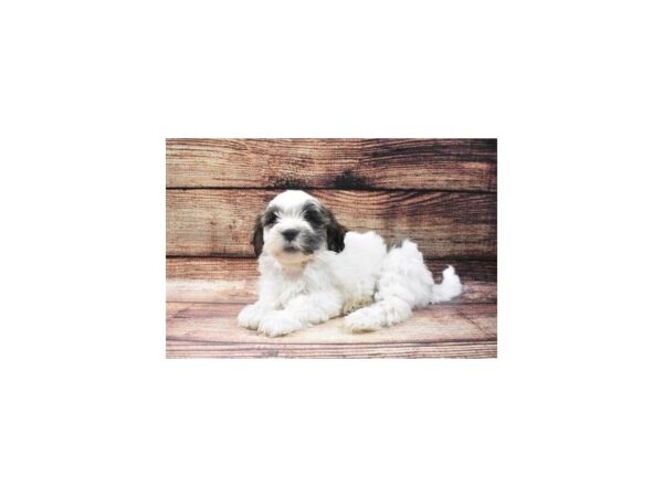 Teddy Bear-DOG-Female-Gold and White-5402-Petland San Antonio, TX