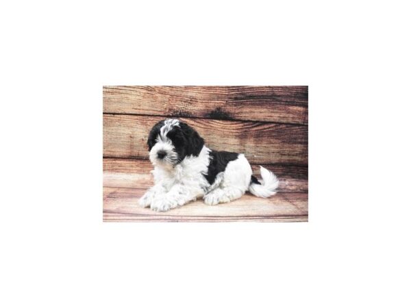 Teddy Bear-DOG-Male-Black and White-5401-Petland San Antonio, TX