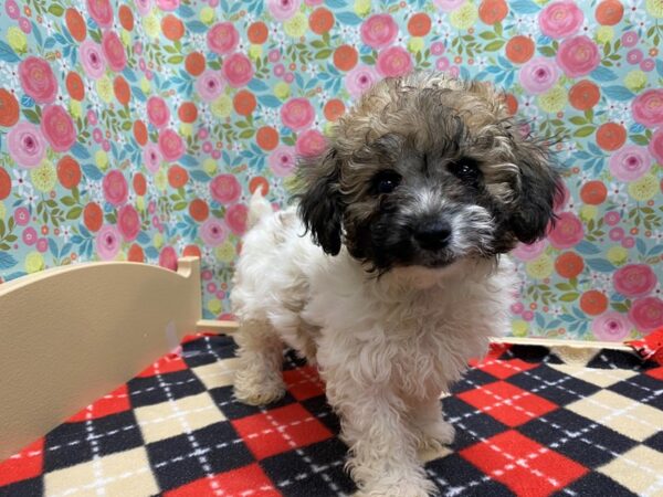 Bichon Poo DOG Female Brown and White 5397 Petland San Antonio, TX