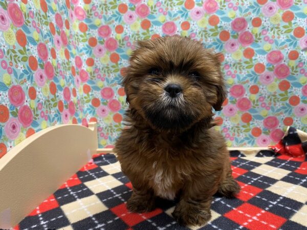 Lhasa Apso DOG Female Red Gold 5398 Petland San Antonio, TX