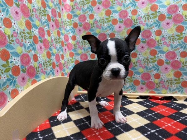 Boston Terrier DOG Female blk & wh 5403 Petland San Antonio, TX