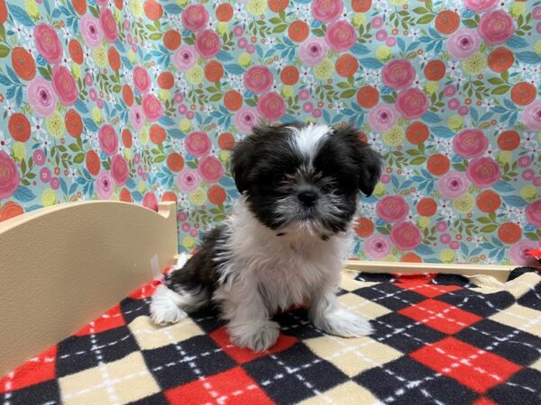 Shih Tzu DOG Female wh & brdl parti 5405 Petland San Antonio, TX