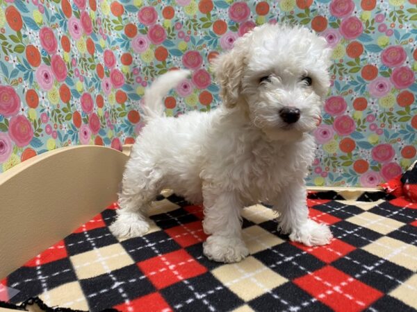 Bichon Frise / Maltese-DOG--wh & cr-5406-Petland San Antonio, TX