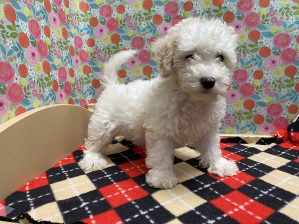 Bichon Frise / Maltese DOG wh & cr 5406 Petland San Antonio, TX