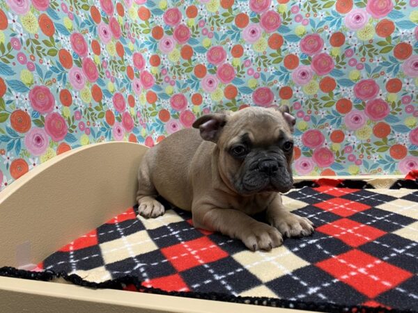 French Bulldog DOG Male bl fwn 5407 Petland San Antonio, TX