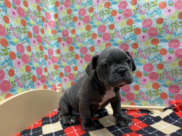 French Bulldog DOG Male bl 5408 Petland San Antonio, TX