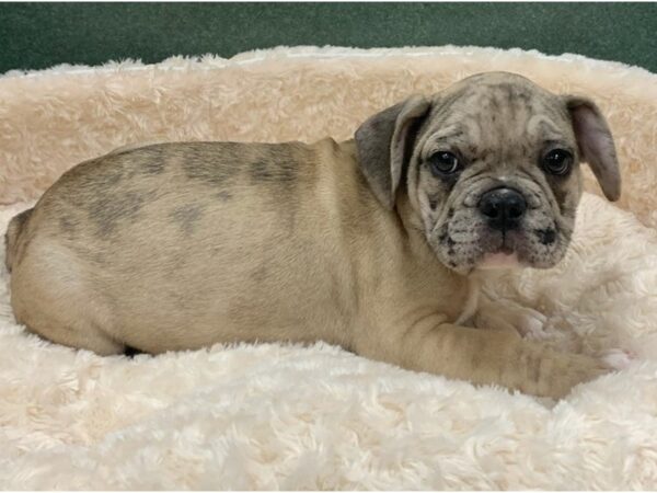 French Bulldog DOG Male Tan Merle 8529 Petland San Antonio, TX