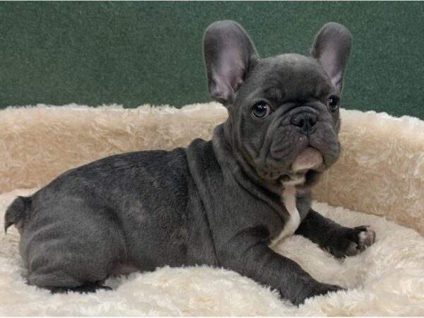 French Bulldog DOG Male Blue 8528 Petland San Antonio, TX