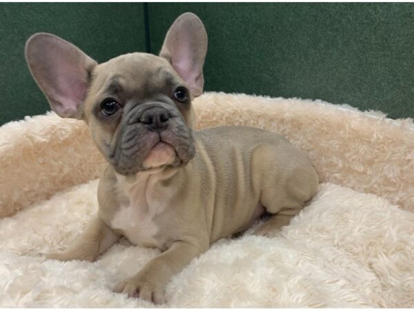 French Bulldog DOG Male Blue Fawn 8527 Petland San Antonio, TX