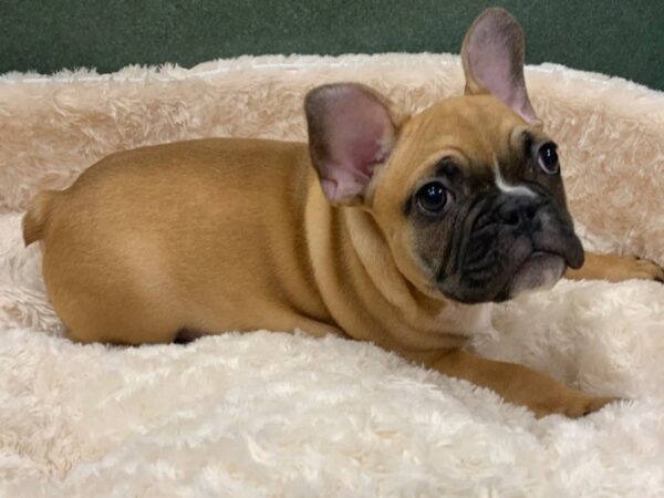 French Bulldog DOG Male Fawn 8492 Petland San Antonio, TX