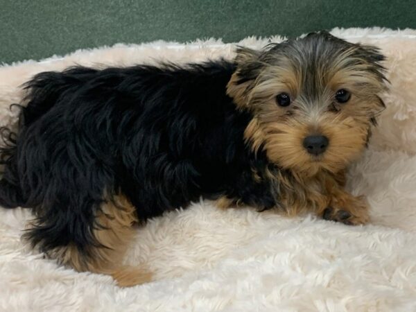 Yorkshire Terrier DOG Female Black & Gold 8530 Petland San Antonio, TX