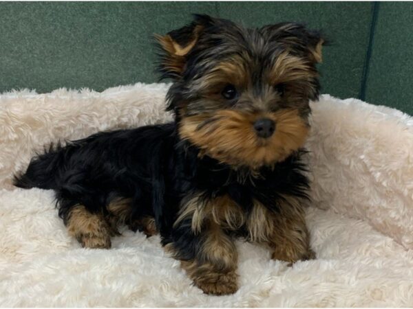 Yorkshire Terrier DOG Male Black & Gold 8531 Petland San Antonio, TX