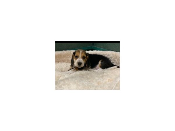 Beagle DOG Male Black White & Tan 8532 Petland San Antonio, TX