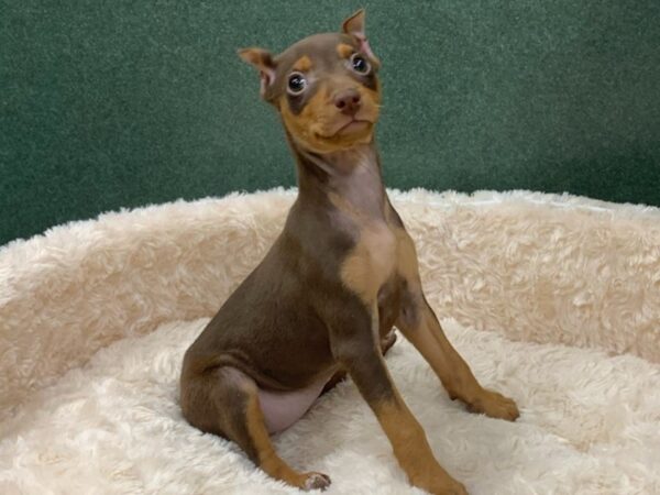 Miniature Pinscher-DOG-Female-Chocolate & Tan-8533-Petland San Antonio, TX