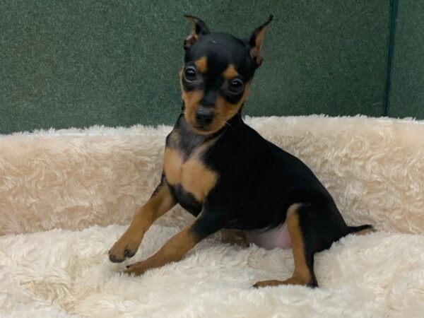 Miniature Pinscher DOG Female Black & Tan 8534 Petland San Antonio, TX