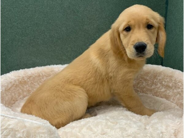 Golden Retriever DOG Female Lite Golden 8536 Petland San Antonio, TX