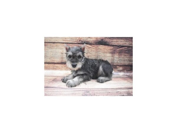 Miniature Schnauzer DOG Male Salt and Pepper 5411 Petland San Antonio, TX